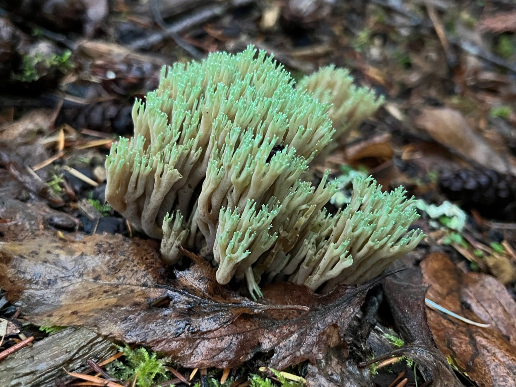 Mushrooms of WindMoo NF in&nbsp;2025